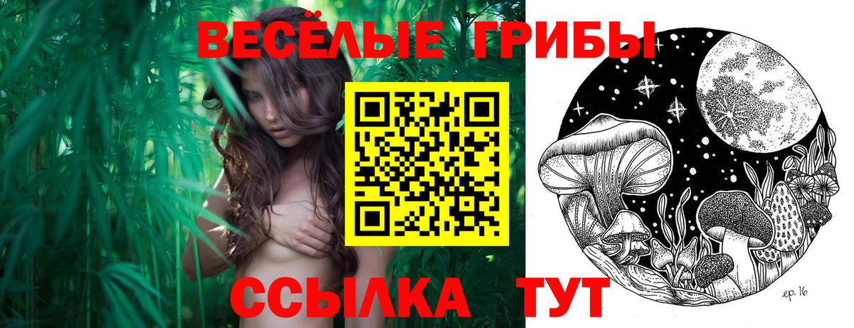 купить наркоту  Вход с VPN  Ессентуки  Галлюциногенные грибы Psilocybine cubensis  Псилоцибиновые грибы GOLDEN TEACHER 
